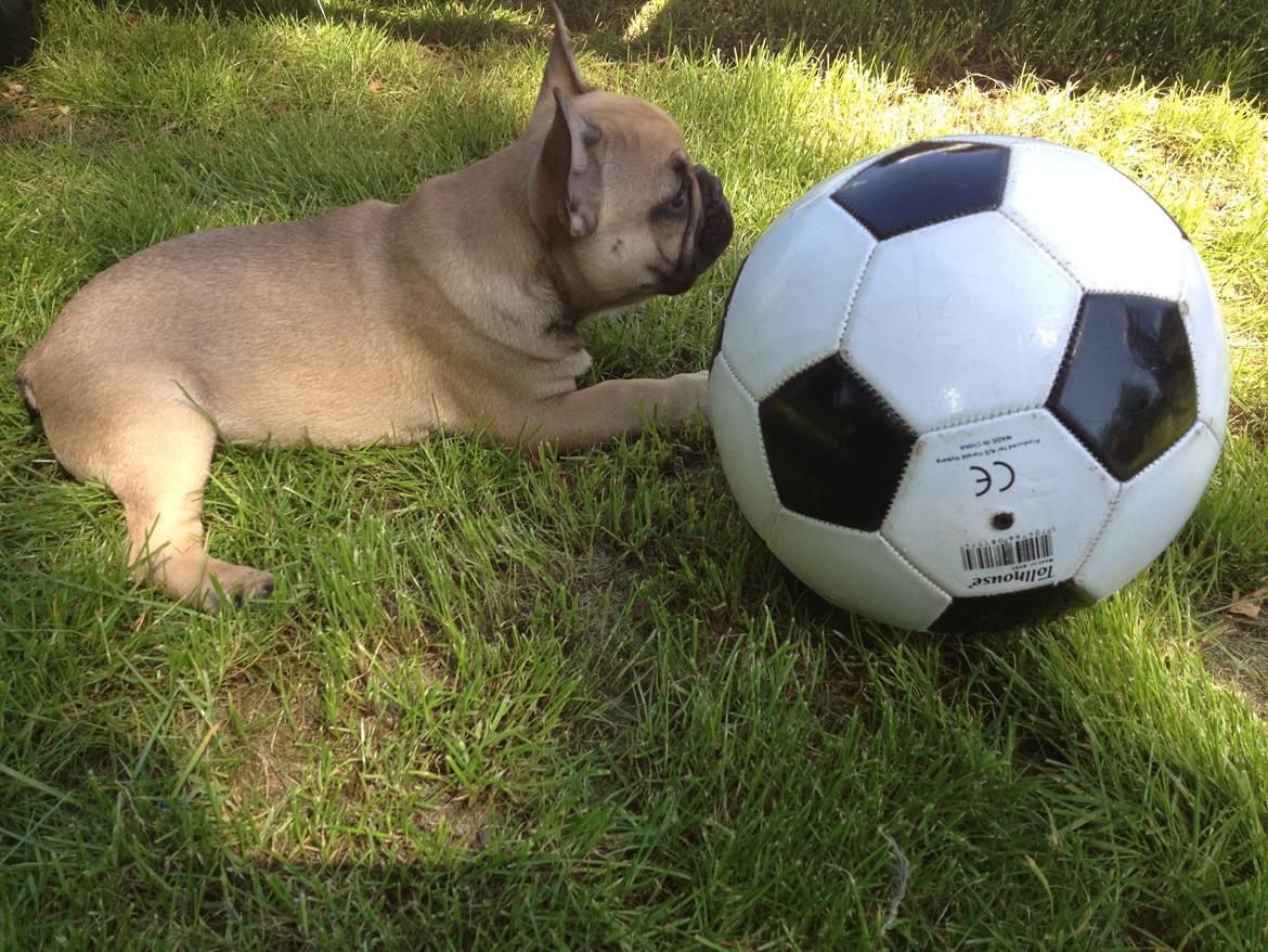 Fransk bulldog Bob *omplaceret* billede 2