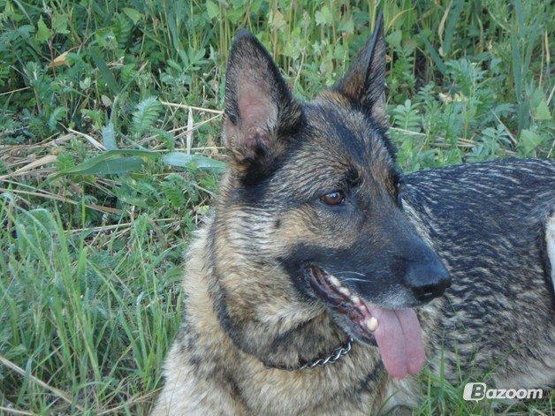 Schæferhund jackie billede 1