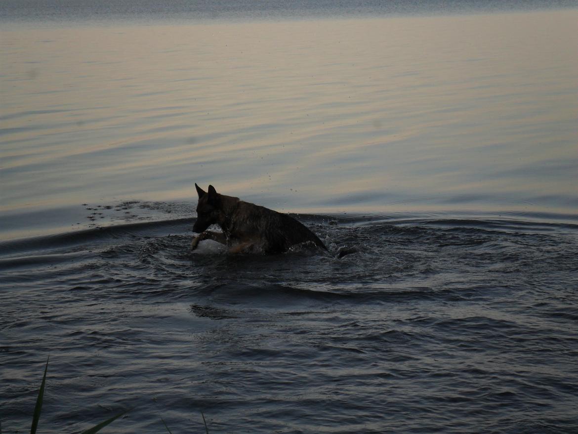 Schæferhund jackie billede 2