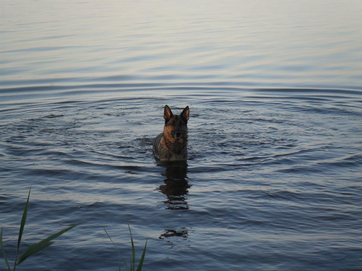 Schæferhund jackie billede 3