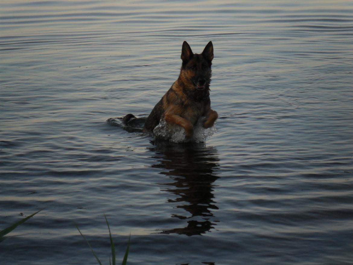 Schæferhund jackie billede 4