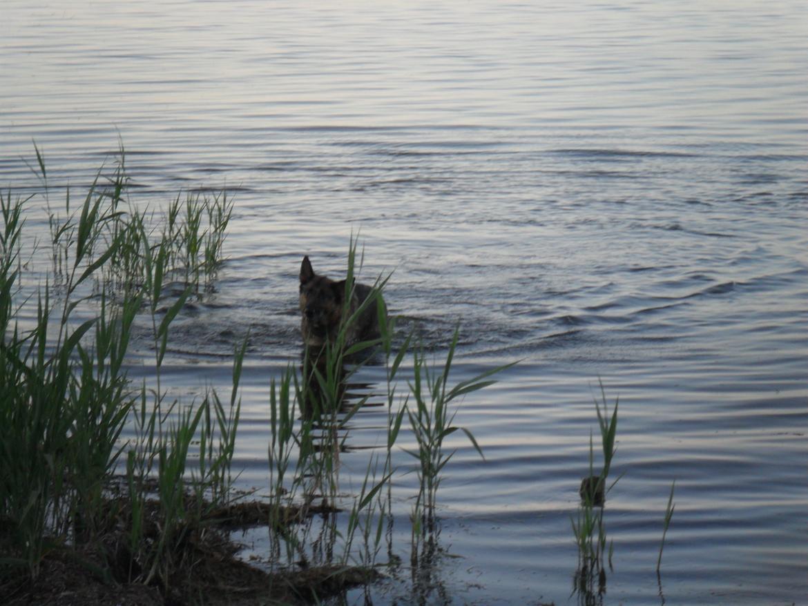 Schæferhund jackie billede 5