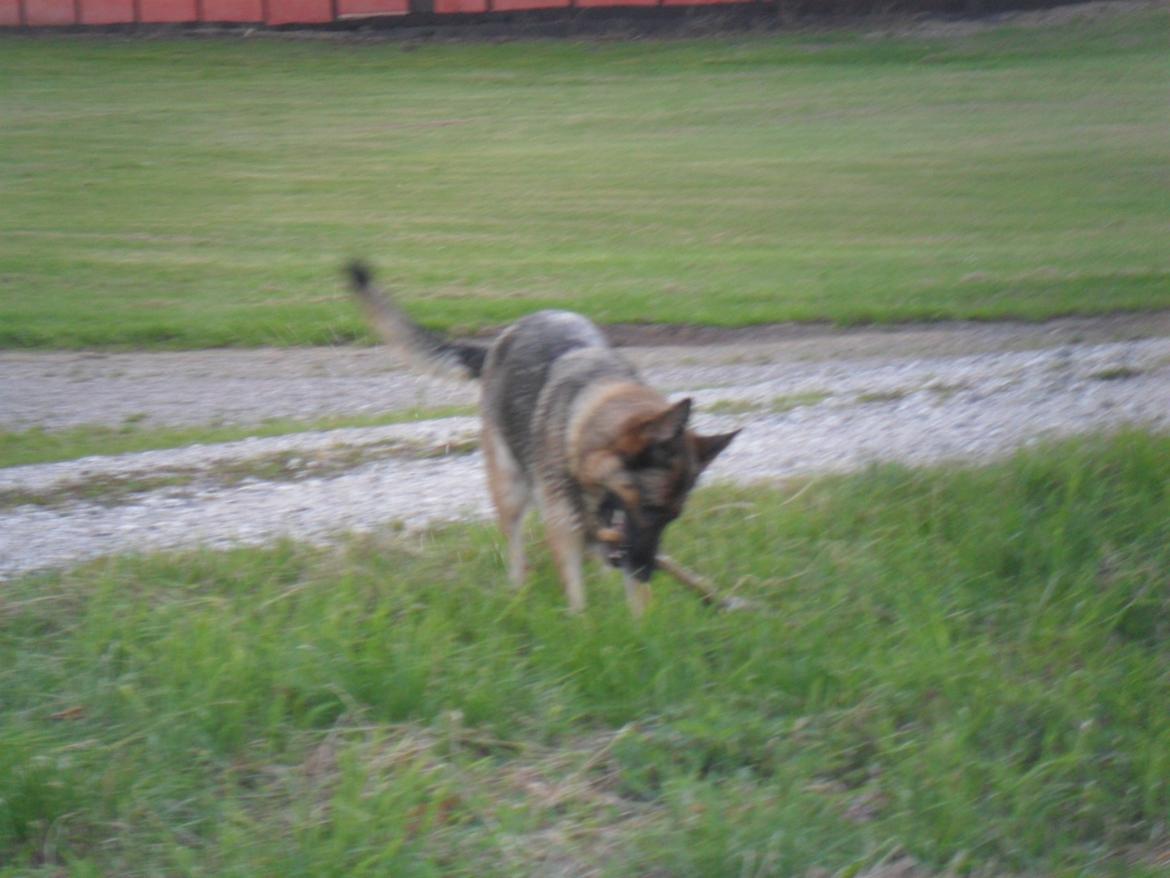 Schæferhund jackie billede 6