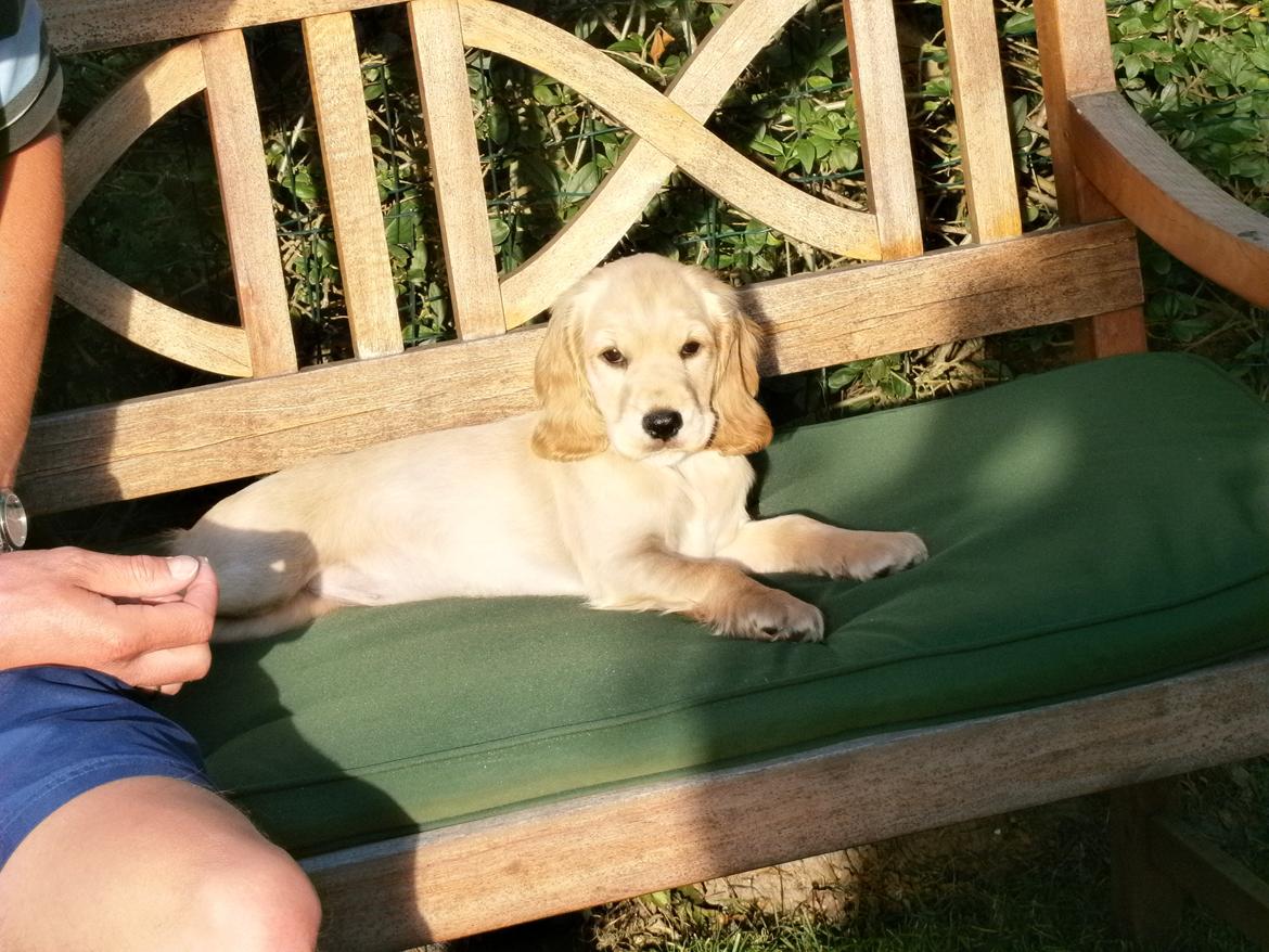 Cocker spaniel Cocio  - 8uger og 5dage. 

jeg er bare dronningen af bænken!!(: billede 18