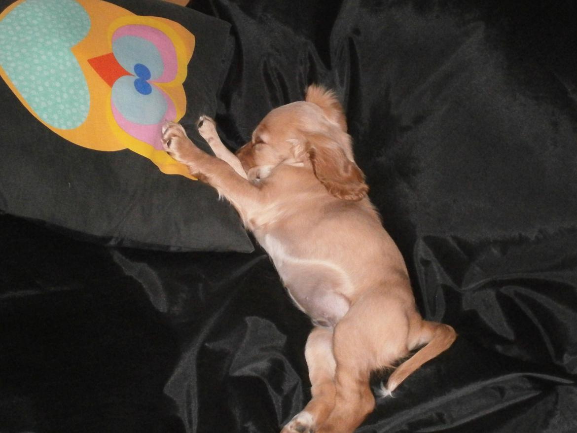 Cocker spaniel Cocio  - 8uger og 4dage billede 19