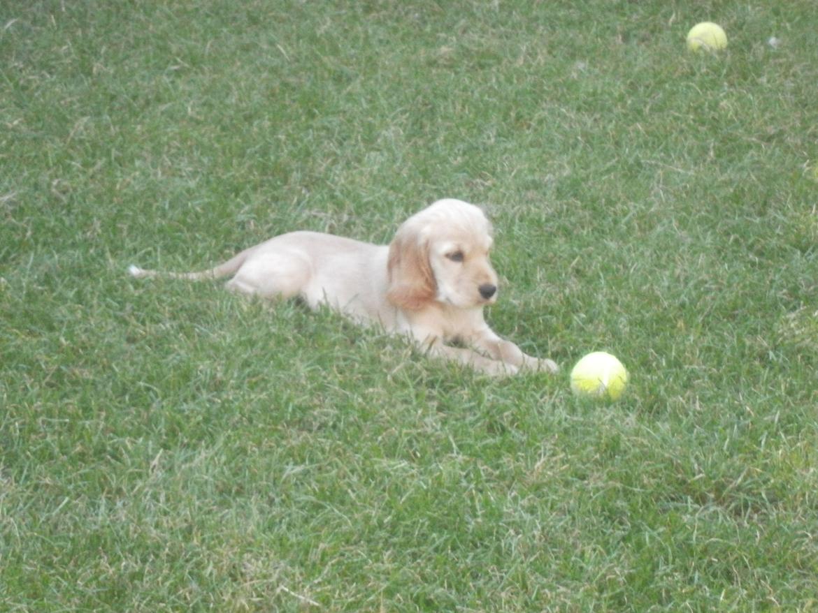 Cocker spaniel Cocio  - 8uger og 5dage billede 20