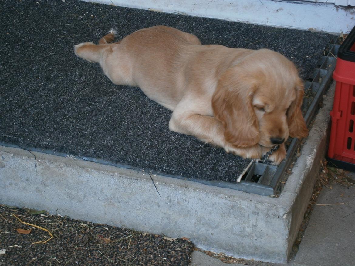 Cocker spaniel Cocio  - 8uger og 6dage billede 21