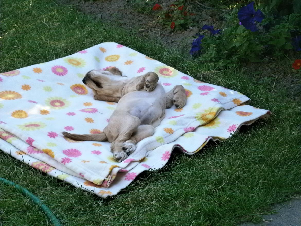 Cocker spaniel Cocio  - 8uger og 6dage billede 22