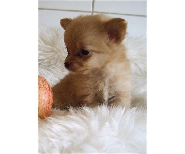 Blanding af racer Tjecko - Billede fra hans salgsannonce!  billede 3