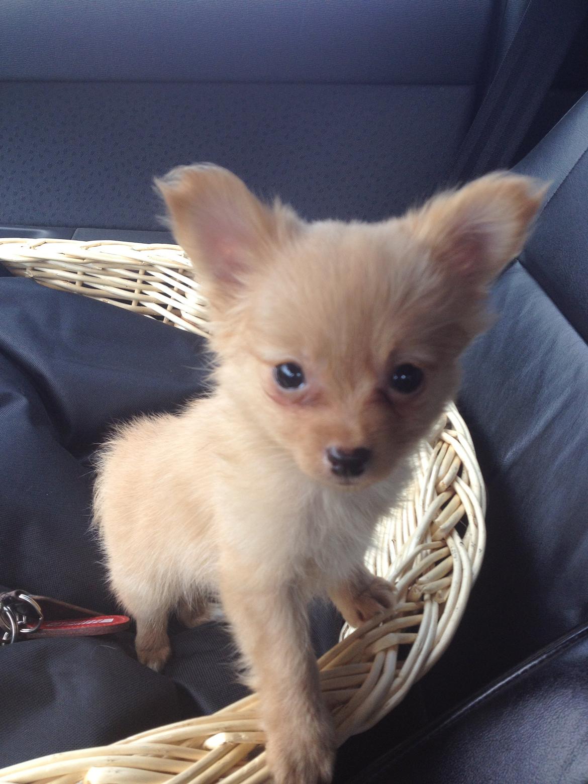 Blanding af racer Tjecko - her har jeg lige hentet min dejlige Tjecko! <3 billede 5