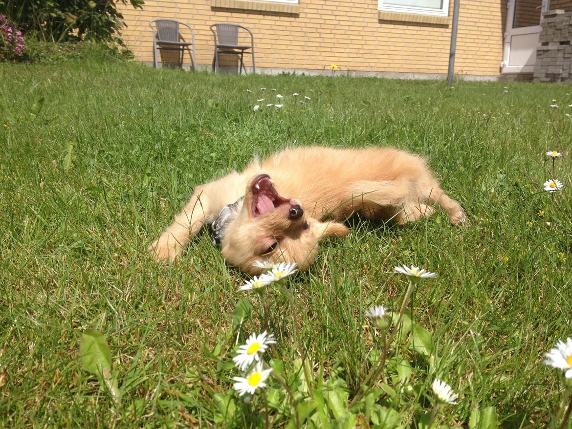 Blanding af racer Tjecko - Sommer! :) billede 6