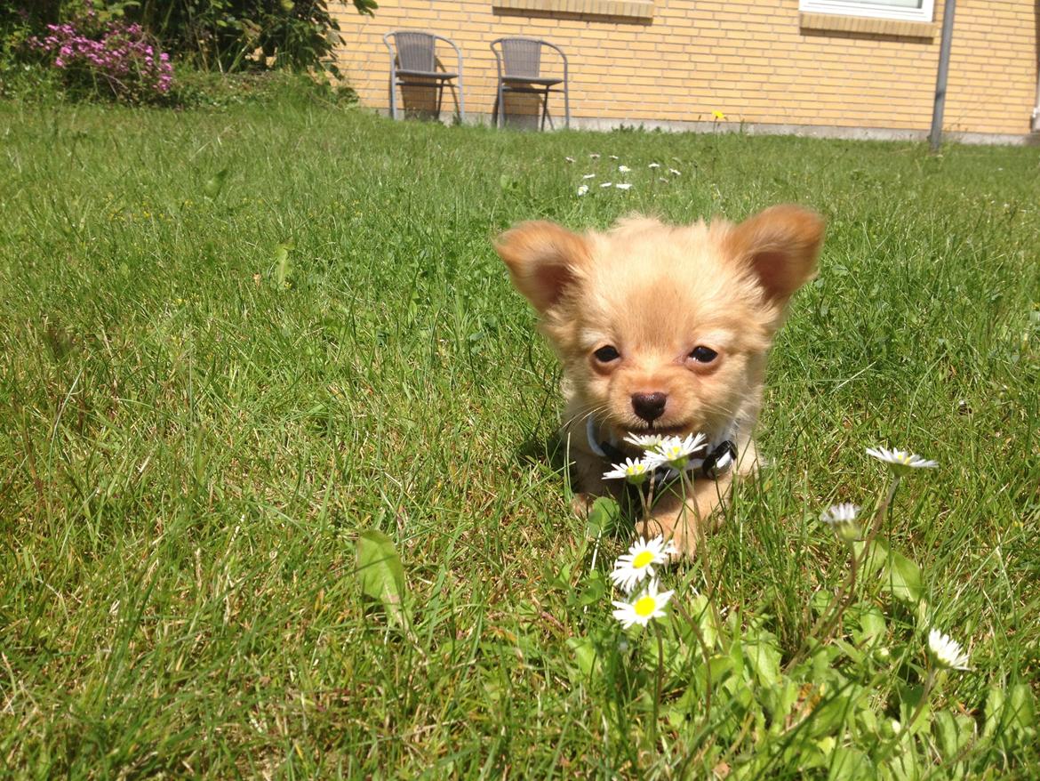Blanding af racer Tjecko - Ude og lege i det dejlige sommervejr billede 2