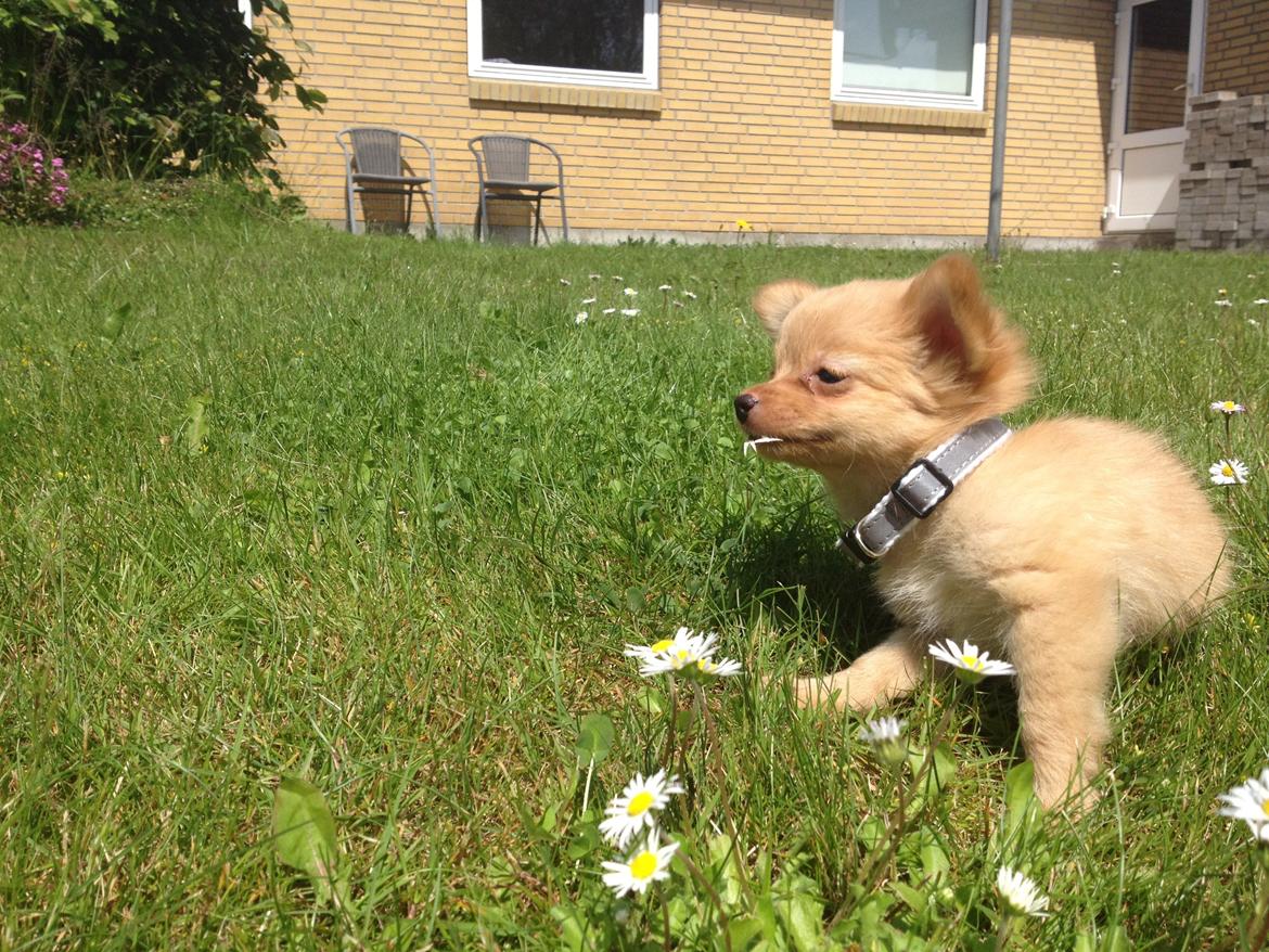 Blanding af racer Tjecko - Sommer! :) billede 7