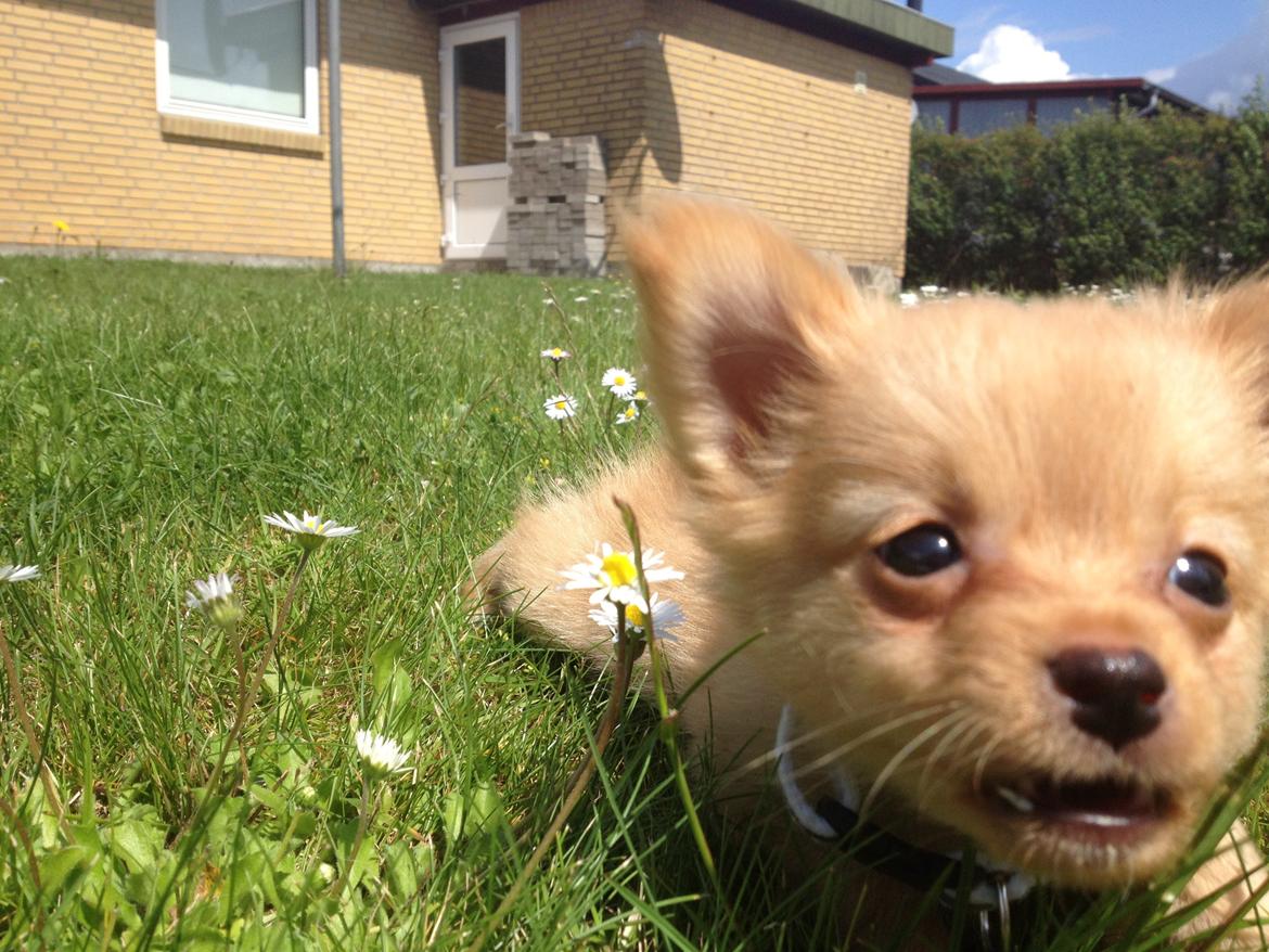 Blanding af racer Tjecko - Sommer! :) billede 8