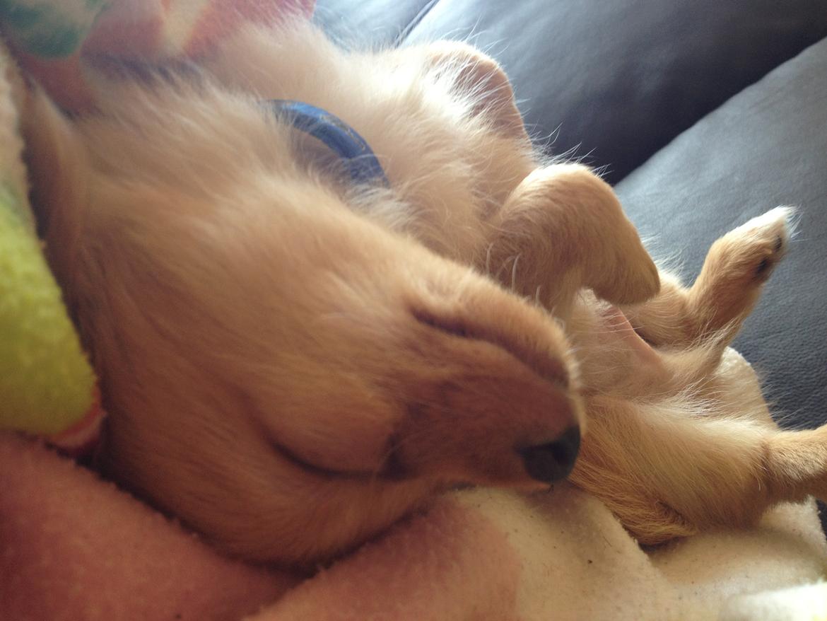 Blanding af racer Tjecko - Putter på de mærkeligste måder billede 9