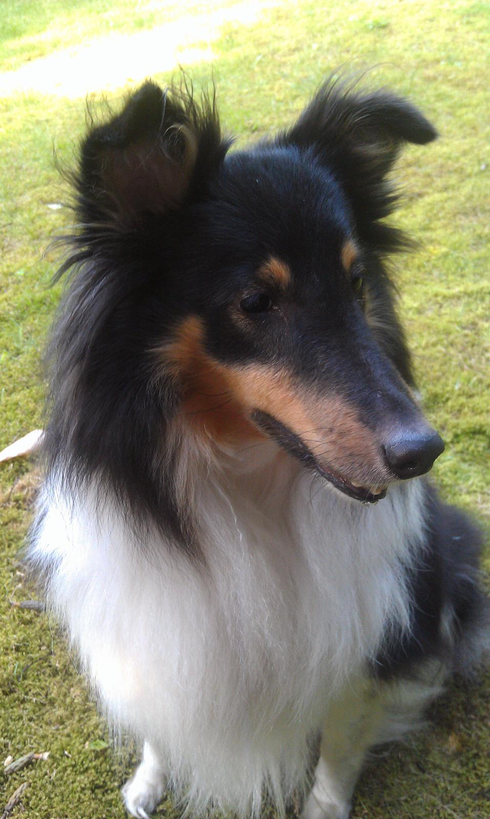 Shetland sheepdog Bella - hvad laver de nu ? billede 7