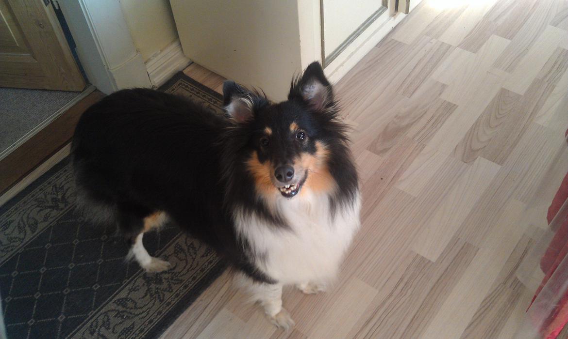 Shetland sheepdog Bella - hejsa lufter lige gebisset billede 8