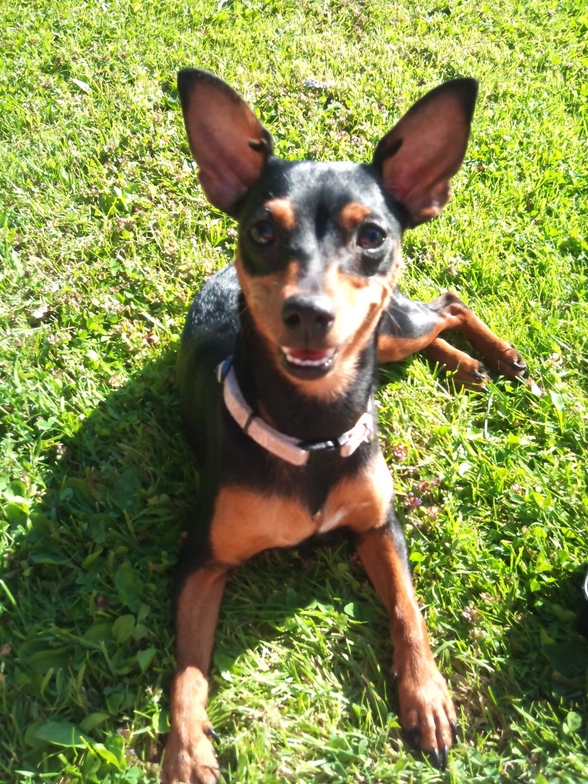 Blanding af racer Dværgpinscher/Prazsky Krysarik Fie - Glade Fie på en dejlig varm sommerdag billede 1