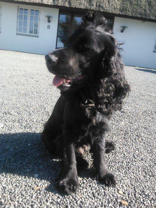 Cocker spaniel Fie - A hot dog
- på en varm sommer dag
26/7-12 billede 6