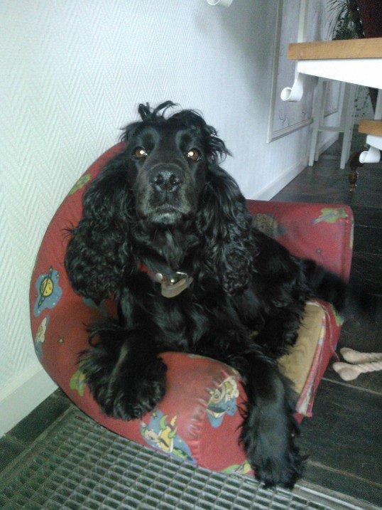 Cocker spaniel Fie - Juli 2012 billede 1