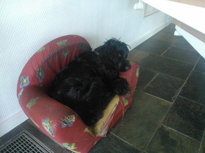 Cocker spaniel Fie - Min tykke hund et par dage før hun fødte.
juli 2012 billede 7