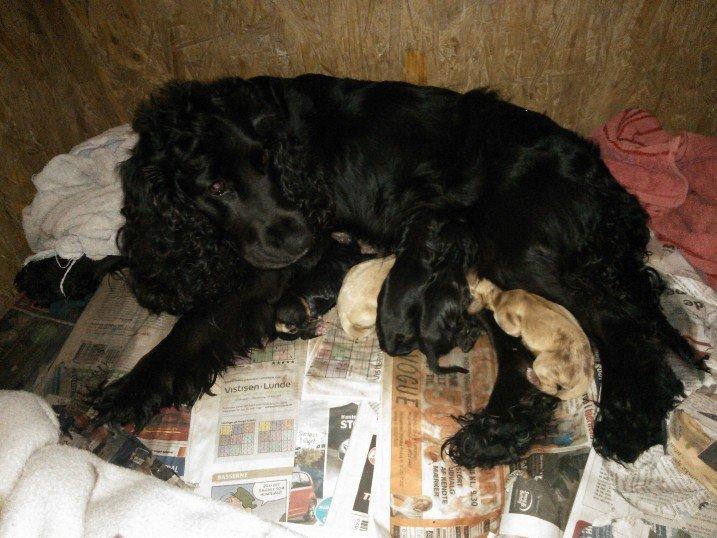 Cocker spaniel Fie - Fie og hendes andet kuld hvalpe. Hun fødte den 18/6-12 kl.01.42 billede 9