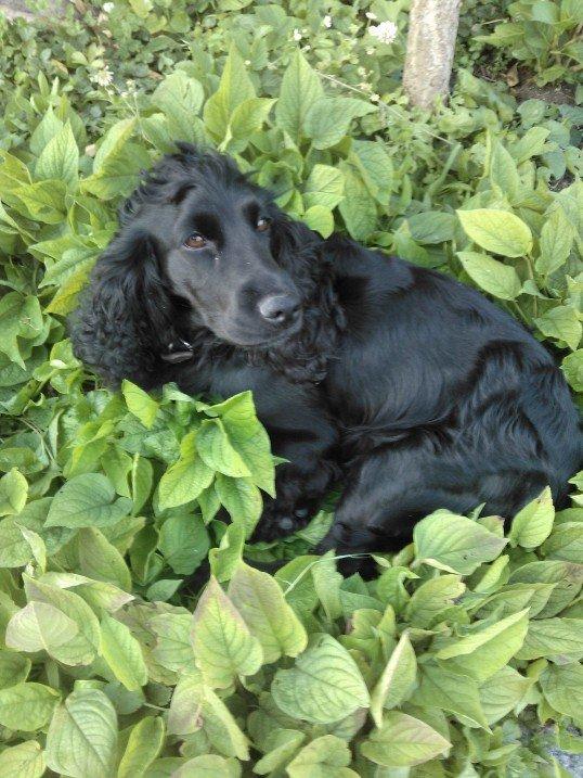 Cocker spaniel Fie - Juli 2012 billede 2