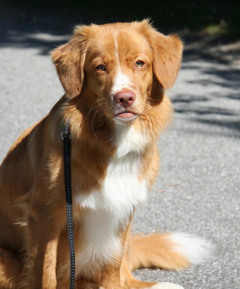 Nova scotia duck tolling retriever Redborn first Contact (Dixie) [Himmelhund] - 8 måneder billede 23