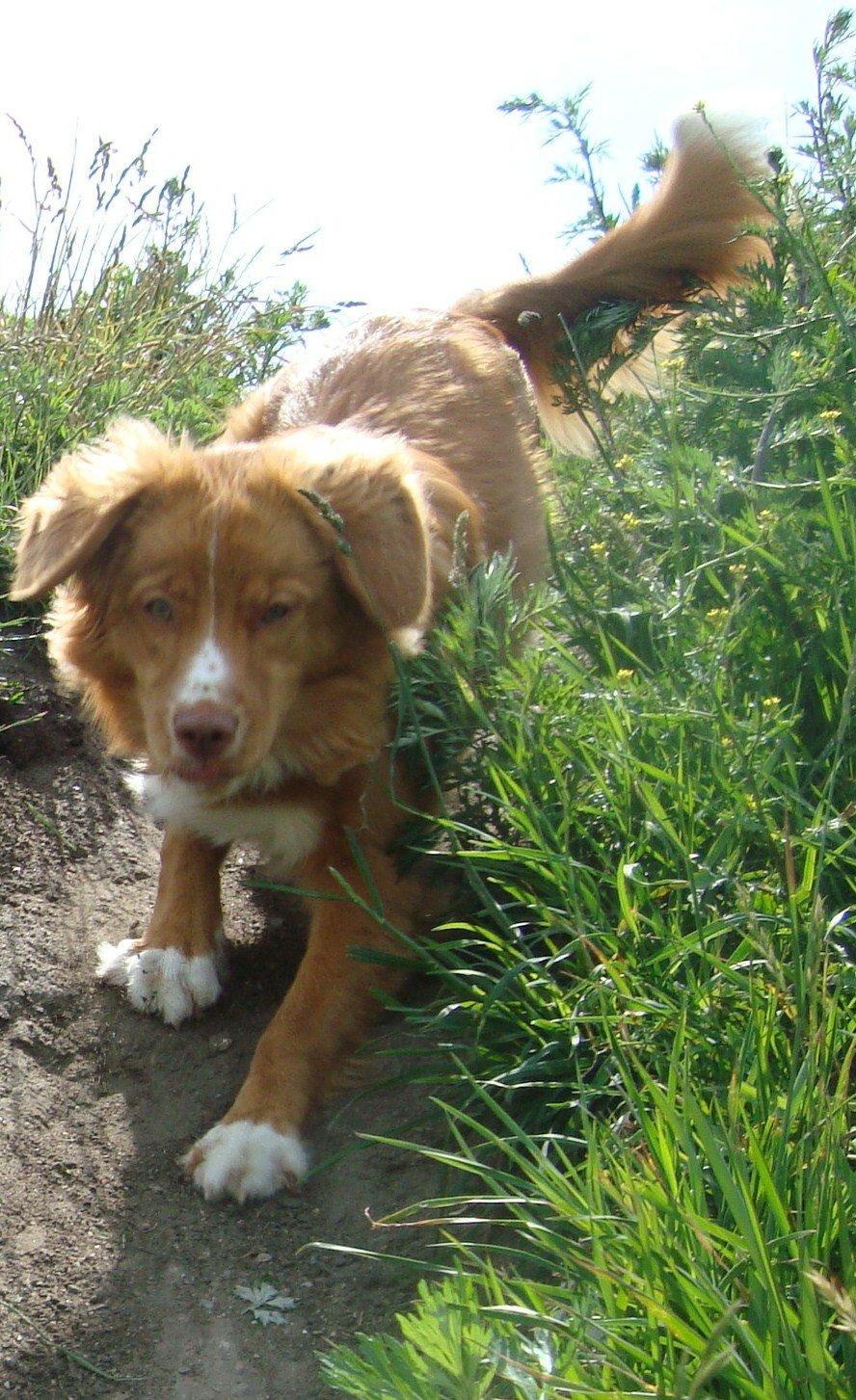 Nova scotia duck tolling retriever Redborn first Contact (Dixie) [Himmelhund] - 7 måneder billede 25