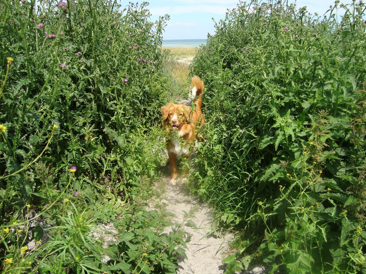 Nova scotia duck tolling retriever Redborn first Contact (Dixie) [Himmelhund] - 7 måneder billede 26