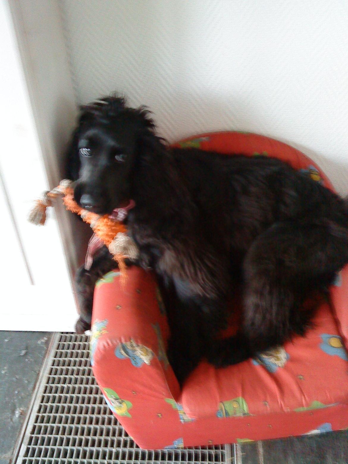 Cocker spaniel Fie billede 10