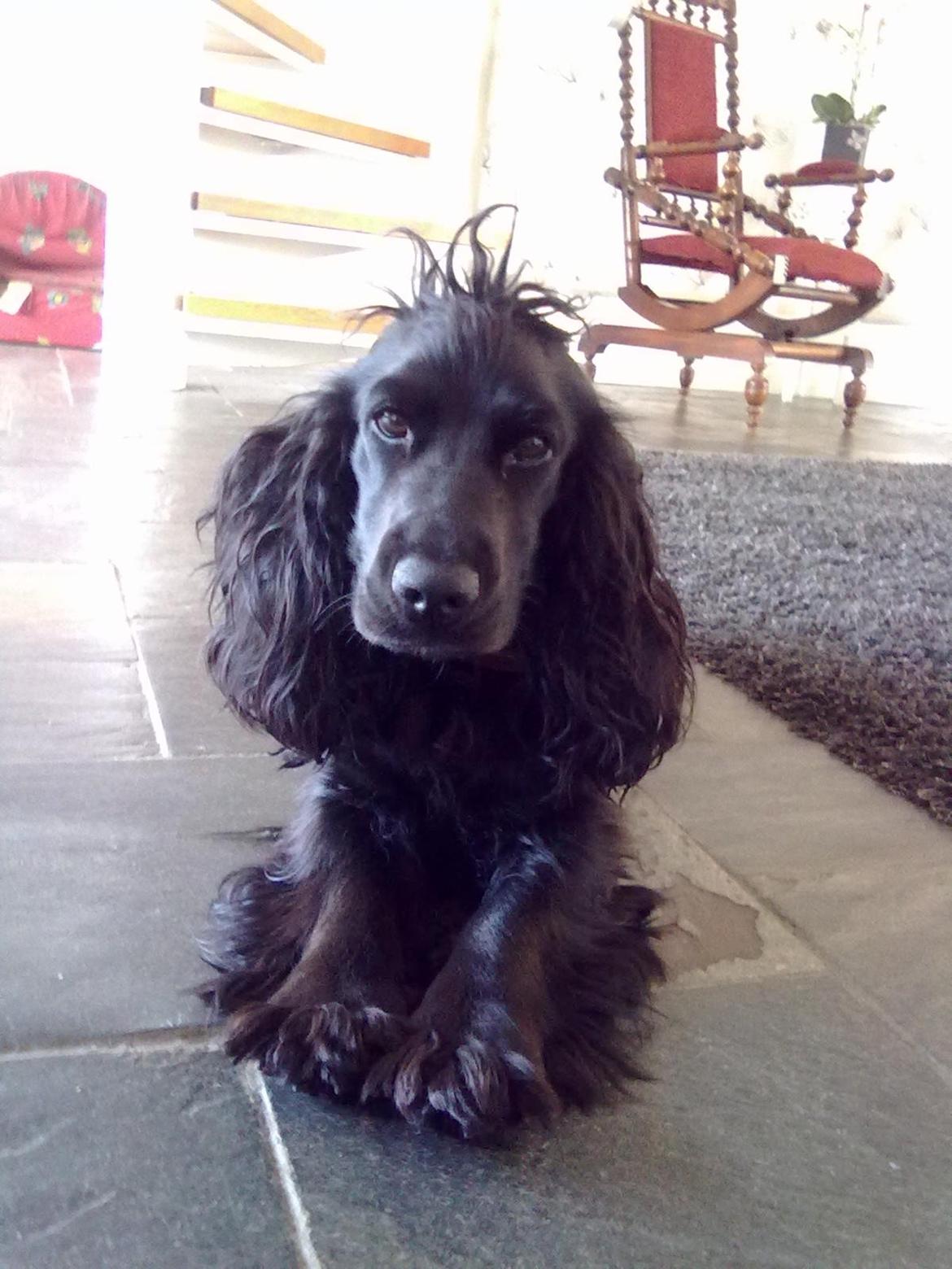 Cocker spaniel Fie billede 13