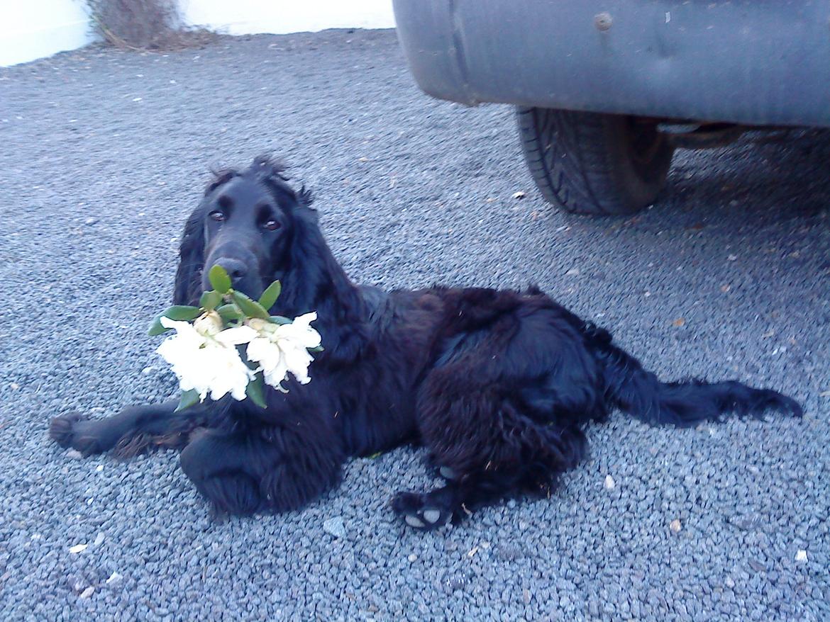 Cocker spaniel Fie billede 14