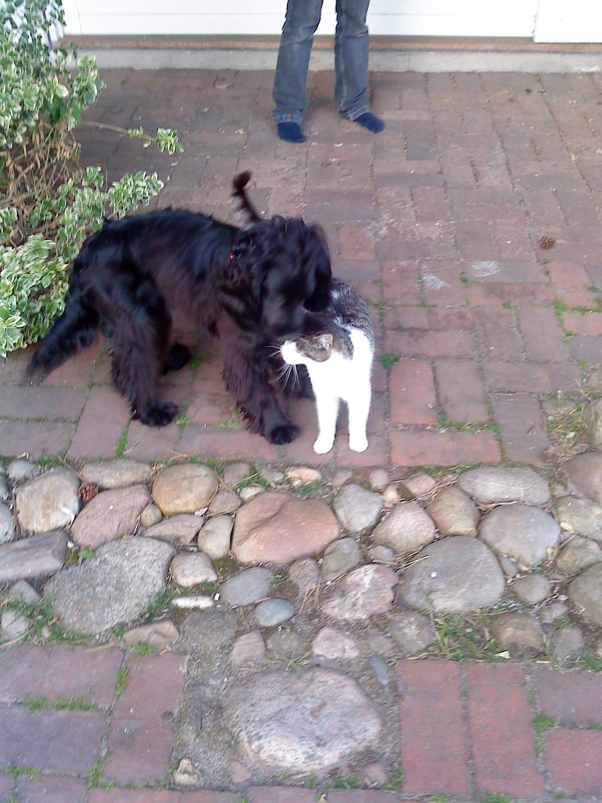 Cocker spaniel Fie billede 15