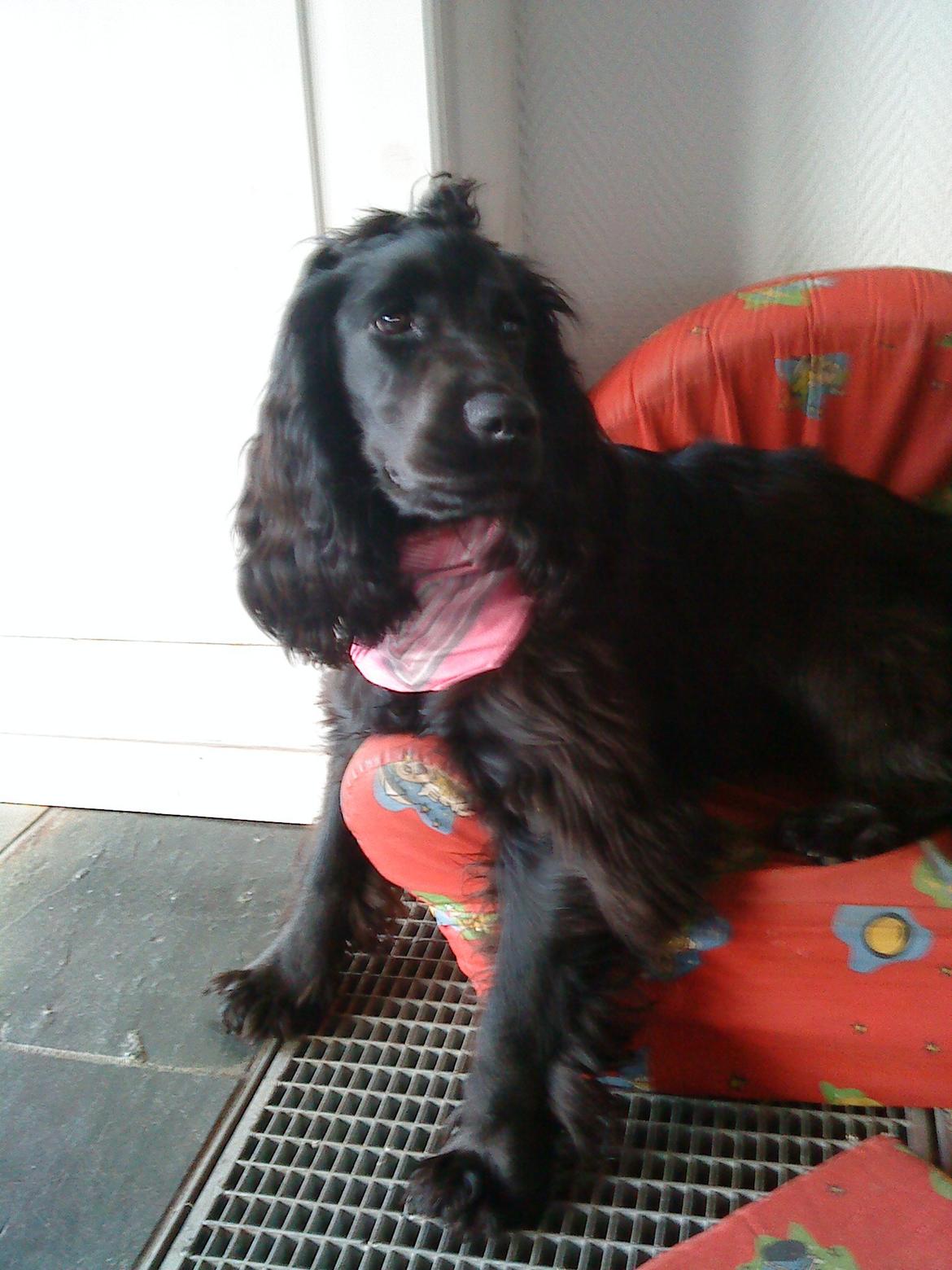 Cocker spaniel Fie billede 16