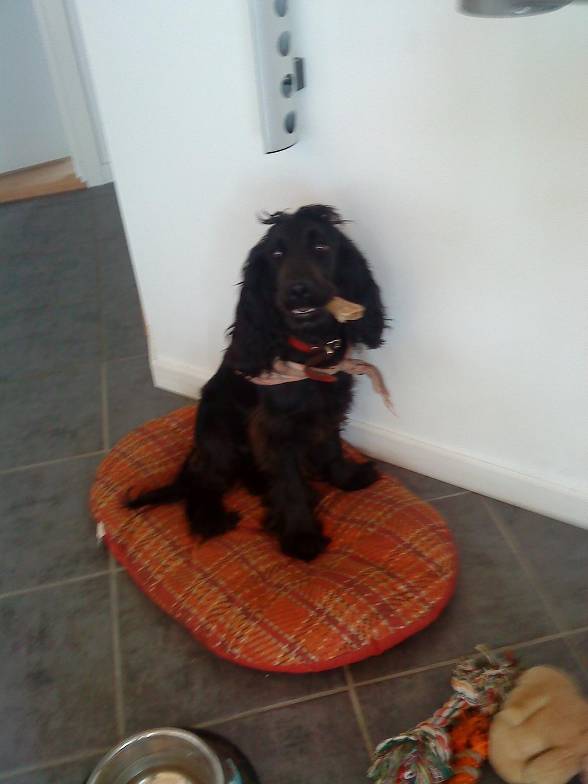 Cocker spaniel Fie billede 17