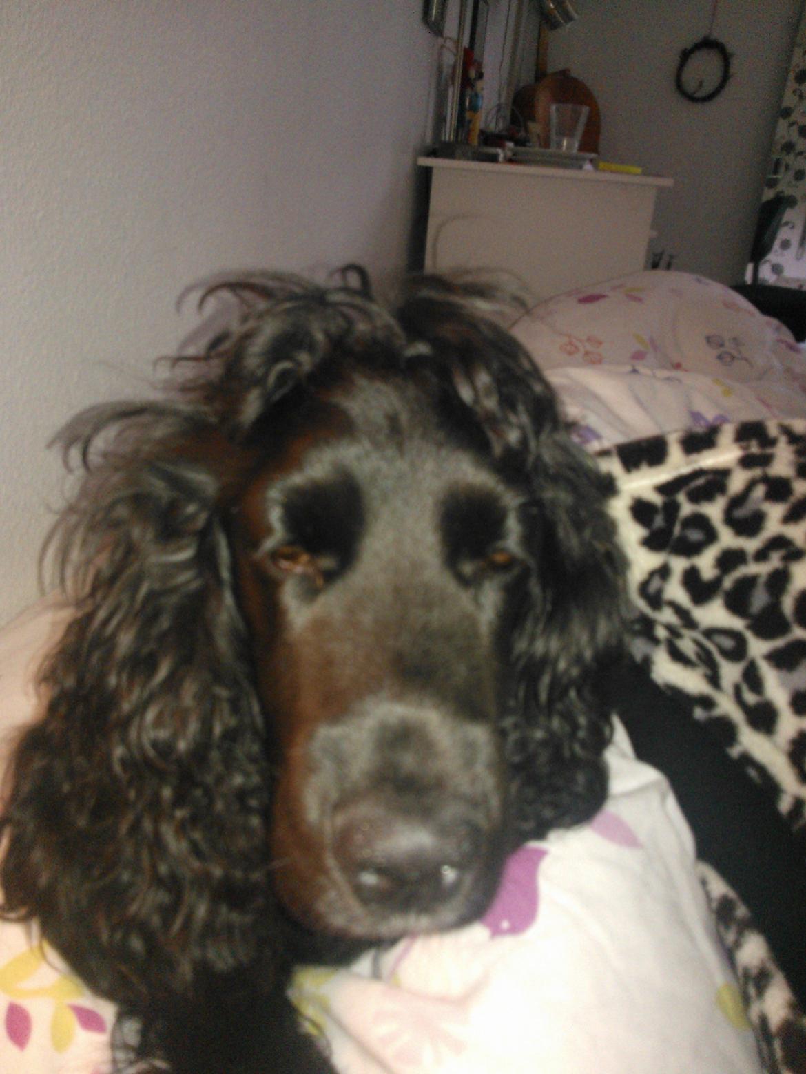 Cocker spaniel Fie - En træt lill vuf:D billede 19