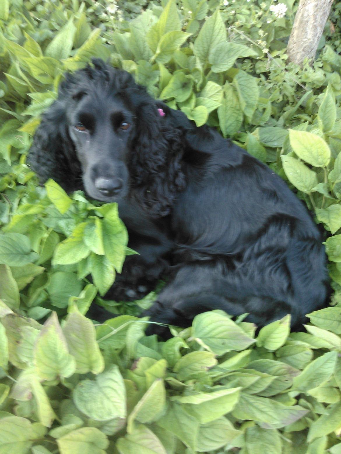 Cocker spaniel Fie - Juli 2012 billede 11