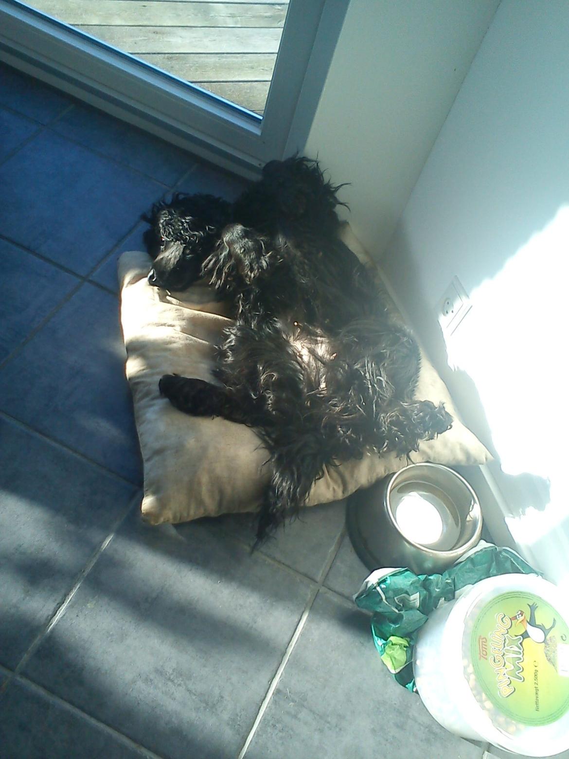 Cocker spaniel Fie - Tak fordi at I ville bruge tid på at se min dejlige hund:D billede 20