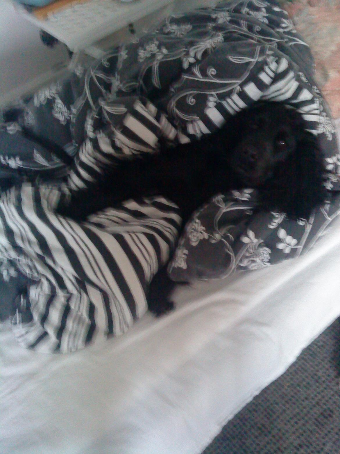 Cocker spaniel Fie - Fie & dyne:D billede 18