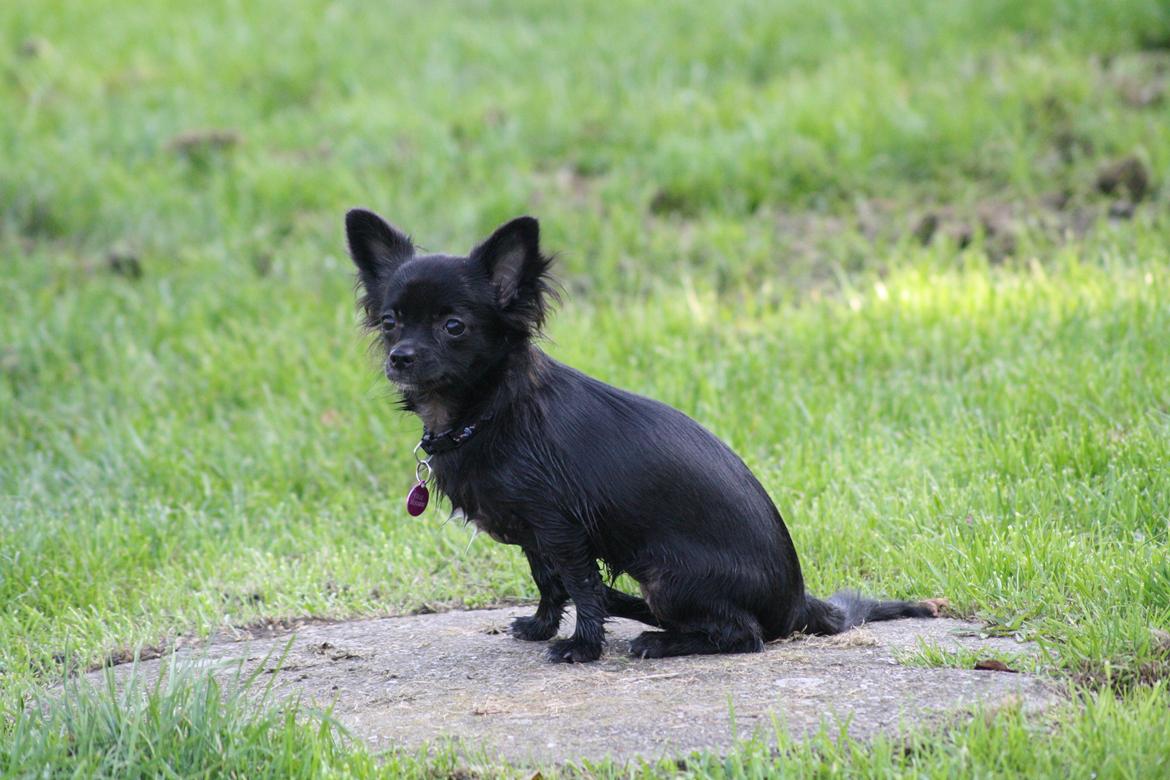 Chihuahua Mona Lisa's Sille billede 13