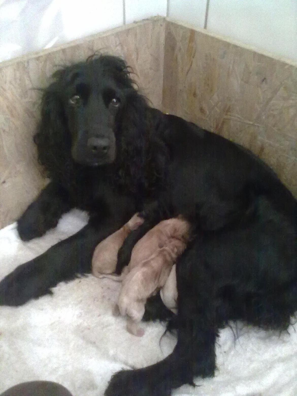 Cocker spaniel Fie - Fies første kuld. Født d. 23/1-11 billede 8