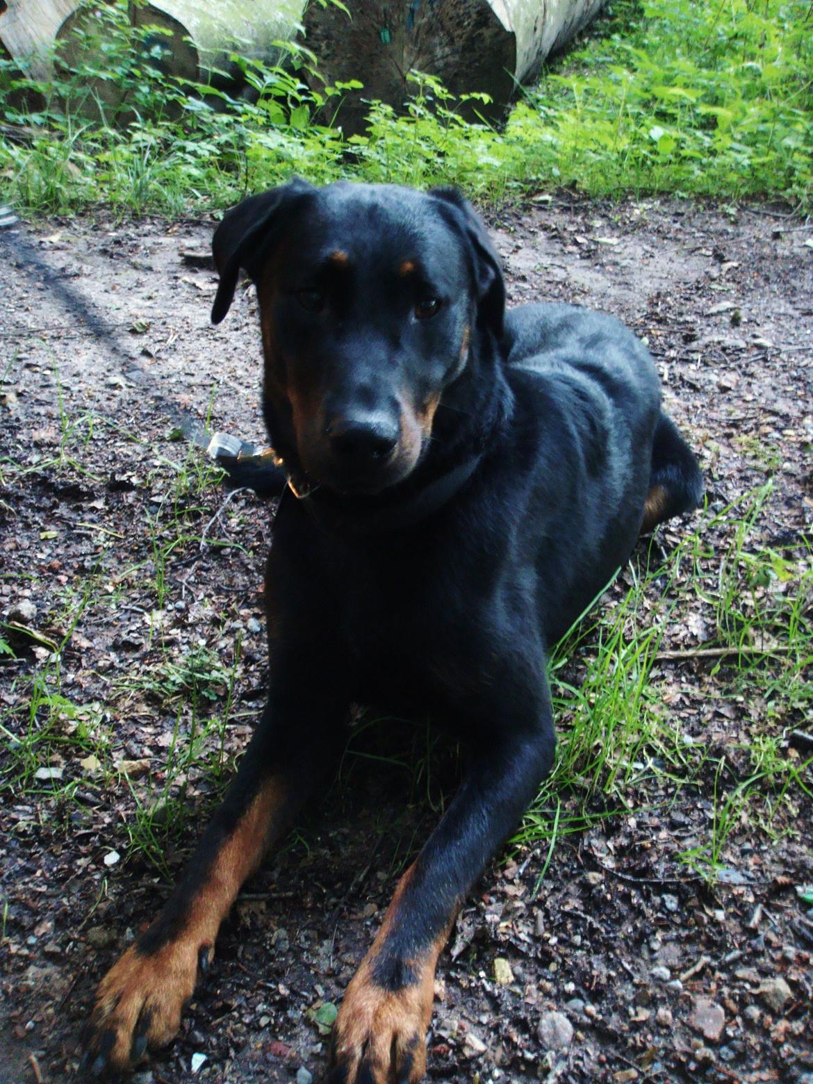 Beauceron Woodt Light Blance billede 5