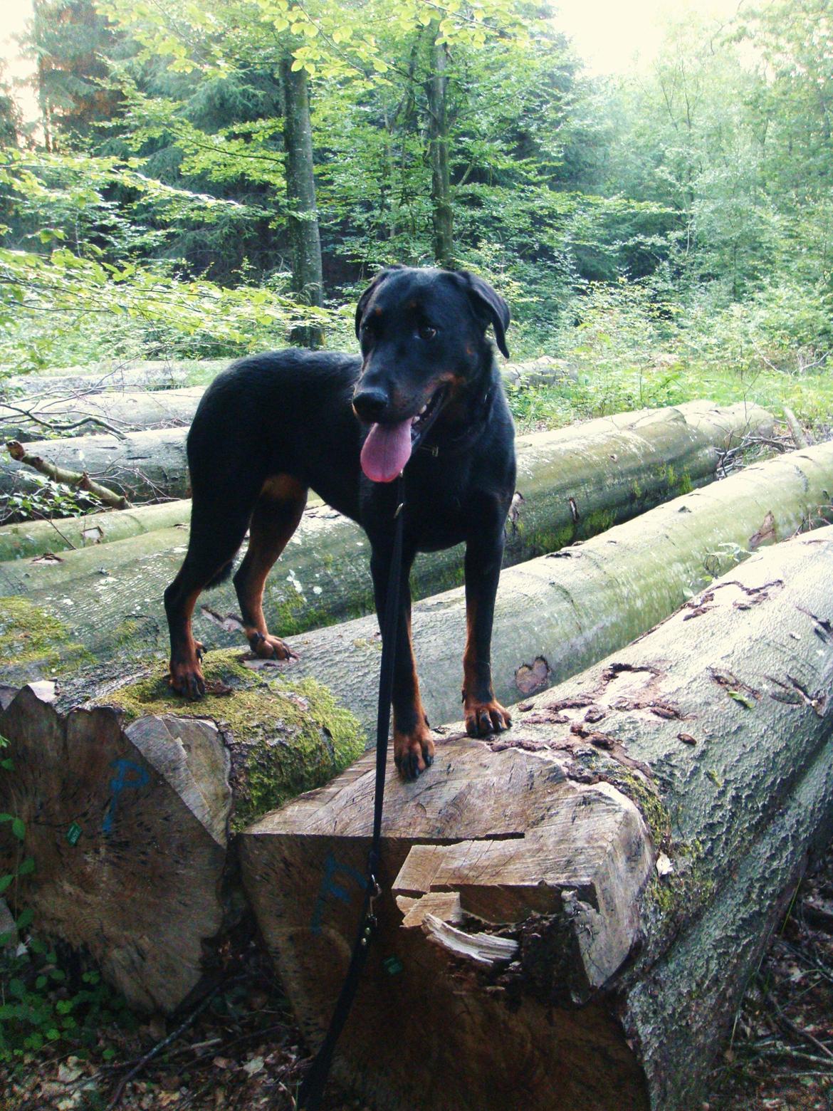 Beauceron Woodt Light Blance billede 7