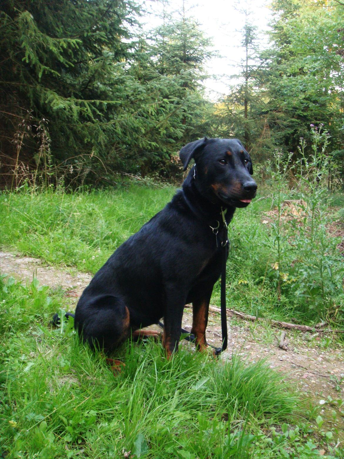 Beauceron Woodt Light Blance billede 6