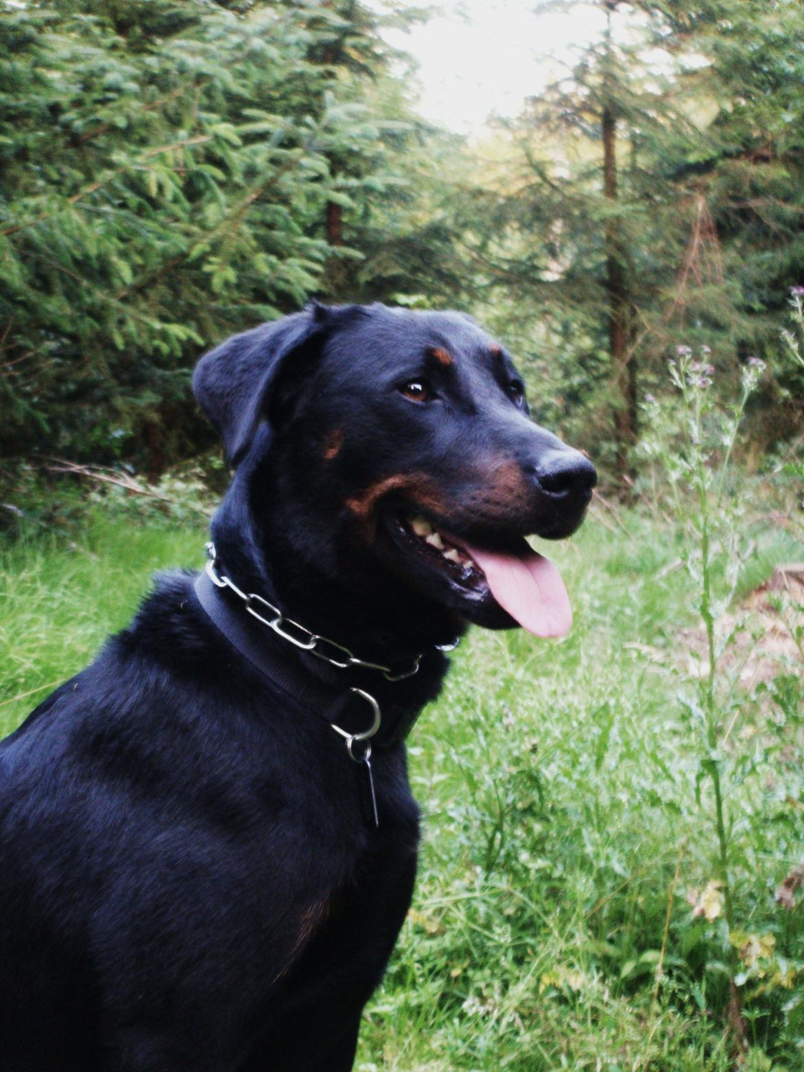 Beauceron Woodt Light Blance billede 8