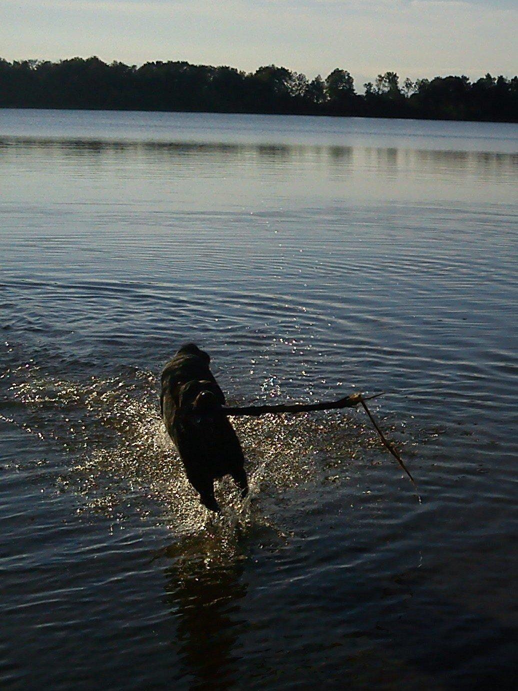 Beauceron Woodt Light Blance billede 9