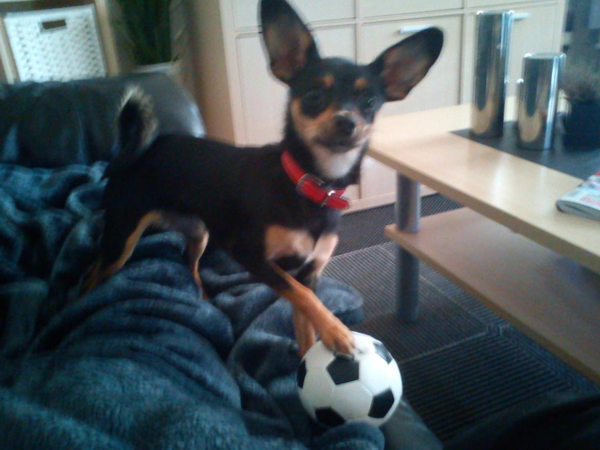 Blanding af racer chanel billede 15