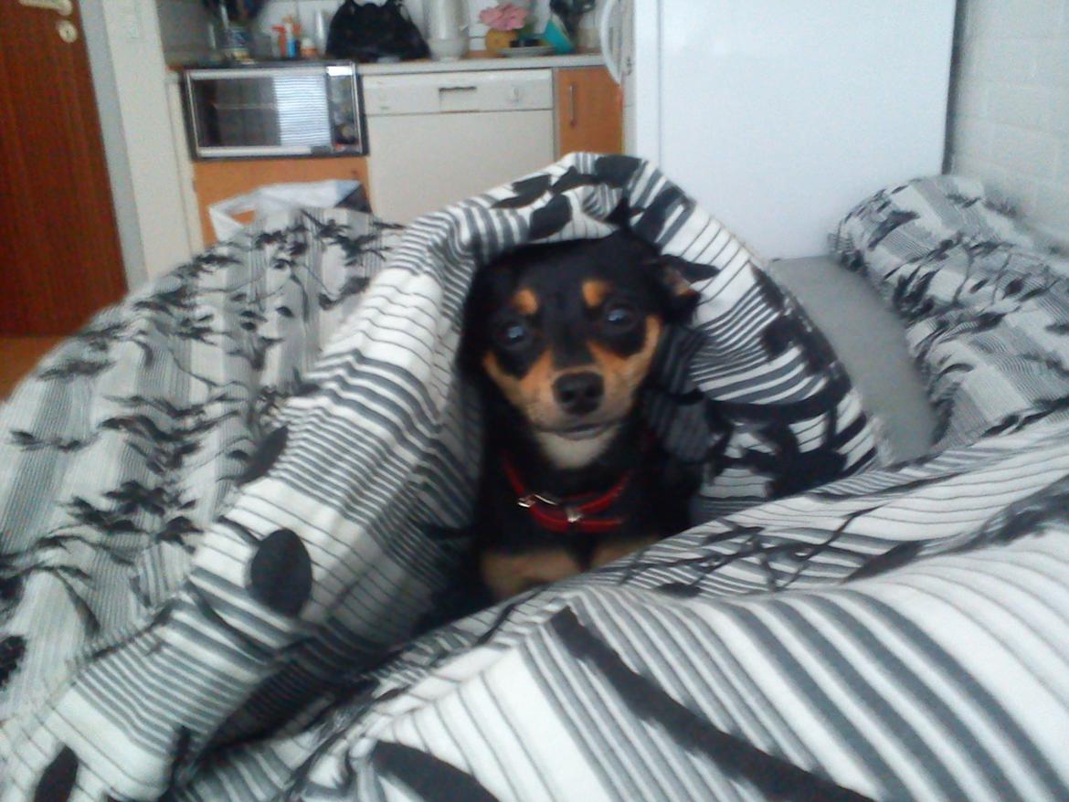 Blanding af racer chanel billede 16