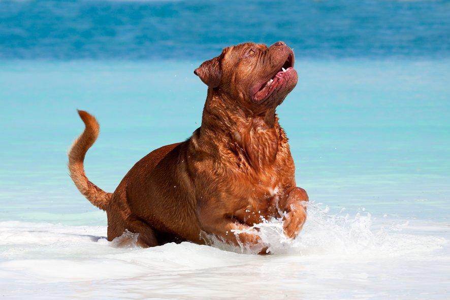 Dogue de bordeaux Estephé's Cookies N' Cream Chesto - 17 måneder - www.mgfoto.dk billede 8